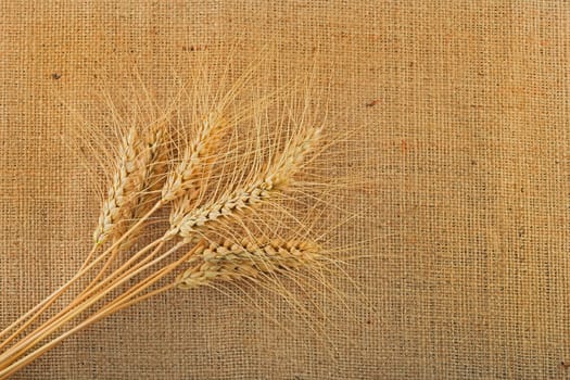 Jute canvas with nine wheat ears, add your text