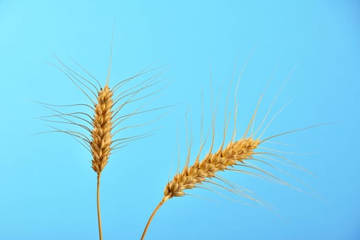 Two wheat ripe mature ears spikes bending under clear blue sky without clouds