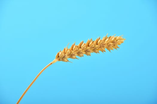One wheat ripe ear spike bending under clear blue sky without clouds