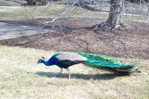 Walking blue and green peacock 
