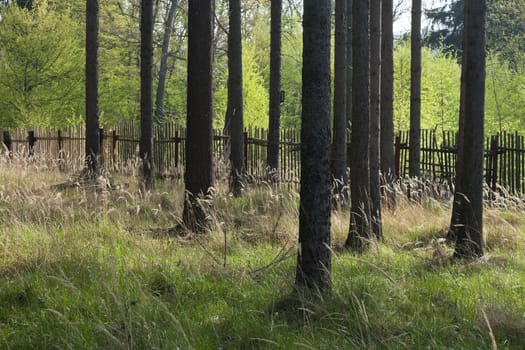 The primeval forest with grass on ground