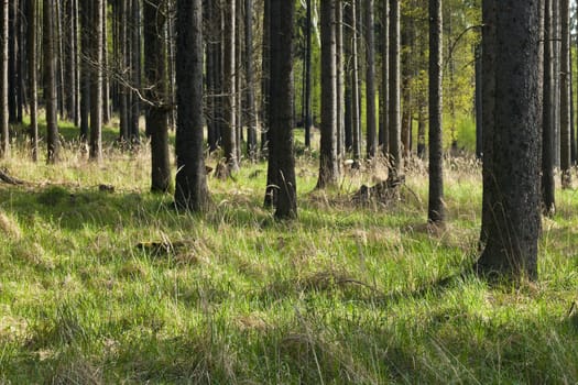 The primeval forest with grass on ground