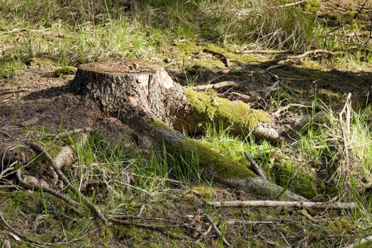 The spruce forest stump with grass on ground