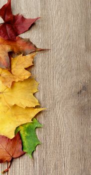 Vertical Frame of Multi Colored Maple Leafs closeup on Textured Wooden background. Focus on Foreground