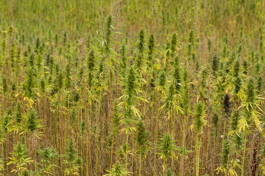 Field of technical Cannabis plants for industrial use, Canopy of Mature Plants with Buds and Leaves
