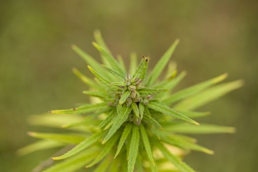 Field of technical Cannabis plants for industrial use, Canopy of Mature Plants with Buds and Leaves