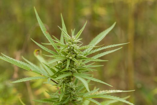 Field of technical Cannabis plants for industrial use, Canopy of Mature Plants with Buds and Leaves