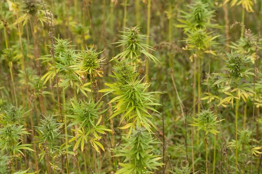 Field of technical Cannabis plants for industrial use, Canopy of Mature Plants with Buds and Leaves