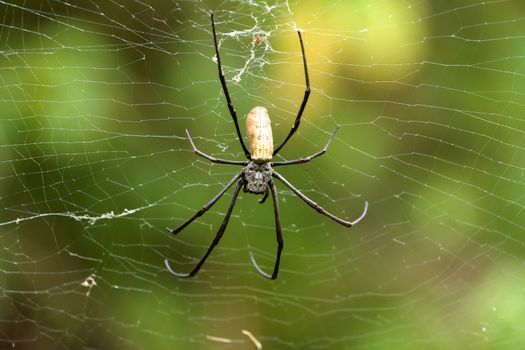 Close up of golden orb weaver or giant wood spider or banana spider (Nephila pilipes) on its web in nature, ventral view
