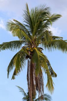 coco-palm tree against blue sky, Indonesia Bali, with blue sky
