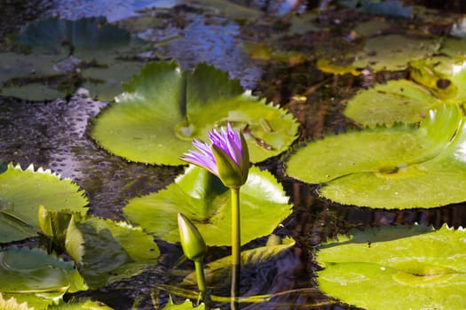 blooming blue water lily, Nusa penida, Bali, Indonesia