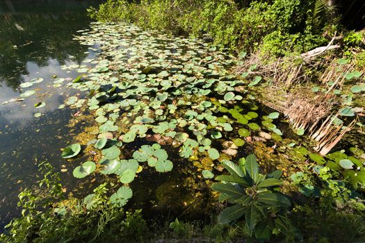 water plants on indonesian pond near crystal beach, Nusa penida, Bali Indonesia