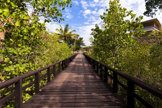 wooden walkway in trees, North Sulawesi, Manado, Indonesia