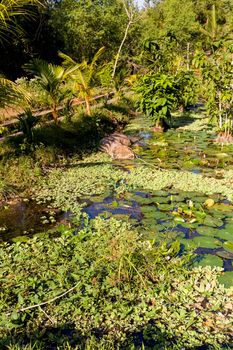 water lily in small pond, Nusa penida, Bali, Indonesia