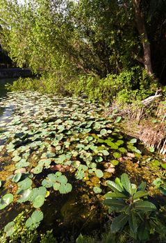 water plants on indonesian pond near crystal beach, Nusa penida, Bali Indonesia