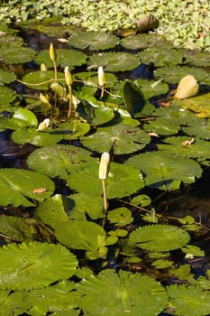 water lily in small pond, Nusa penida, Bali, Indonesia