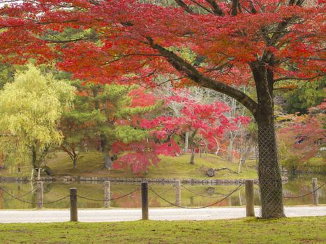 Japanese Garden in autumn, Nara, Japan.