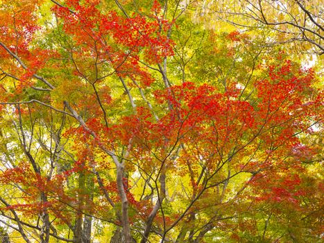 Colorful Japanese maple trees in Nara Park, Nara, Japan.