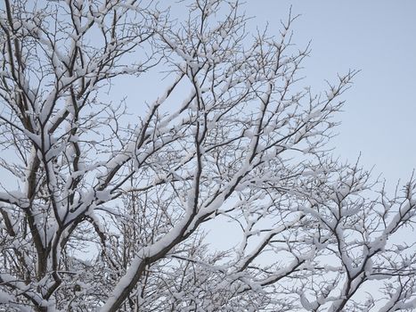 Hoarfrost on Branches of trees in winter.