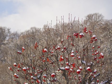 Red ash on the branches in the frost in winter.