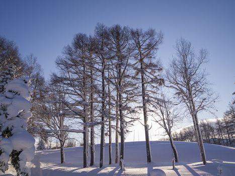 Leafless trees with hoarfrost in morning light of winter.