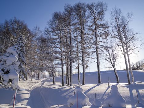 Leafless trees with hoarfrost in morning light of winter.