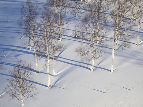 Leafless trees with hoarfrost and its shadow in morning light of winter.