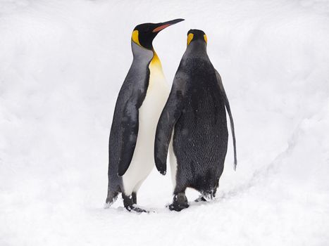 Couple of lovely King Penguins under snowfall, Hokkaido, Japan