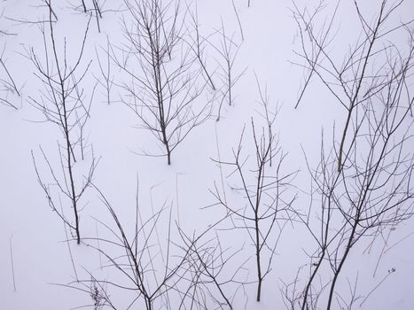 Close up of Leafless bush in winter.