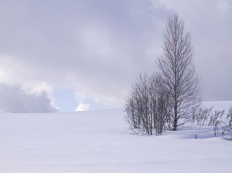 Leafless pine trees in winter, Hokkaido, Japan.