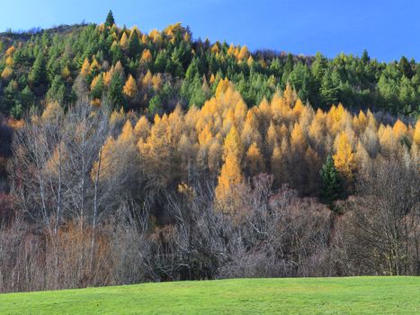 Colorful autumn foliage and green pine trees in Arrowtown, Central Otago, South Island, New Zealand.