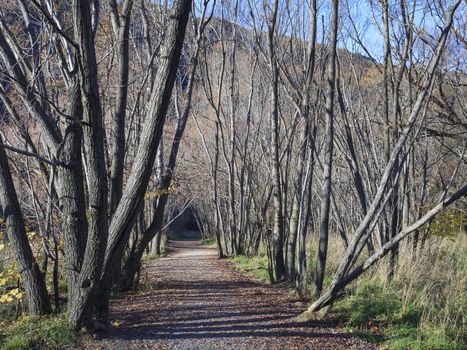 Tunnel of Trees in the Arrowtown Recreational Reserve area, Arrowtown, Central Otago, South Island, New Zealand.