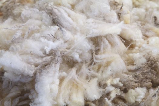Wool of the Fleece from Sheep in farm.