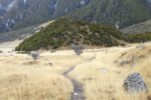 Trail through tussock in Hooker Valley leading to Aoraki, Mount Cook, highest peak of Southern Alps in Aoraki Mount Cook National Park, Canterbury region, South Island, New Zealand.
