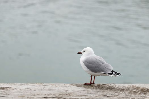 The black-billed gull (Chroicocephalus bulleri), also known as Buller's gull, is a species of gull in the Laridae family. It is found only in New Zealand.