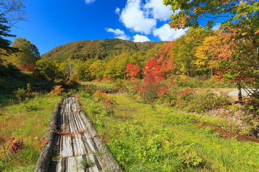 Nature trails to Tsurunoyu onsen in autumn against blue sky, Nyuto onsen, Akita prefecture,Tohoku region, Japan.
