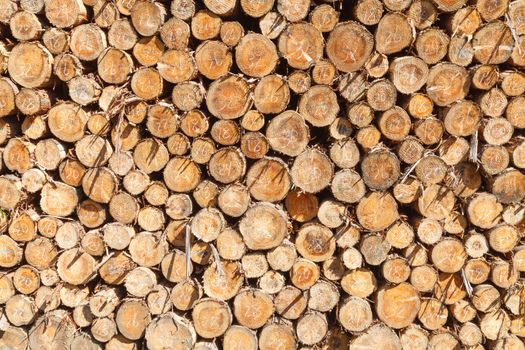 Pile of freshly cut tree logs under bright sunlight show wood texture.