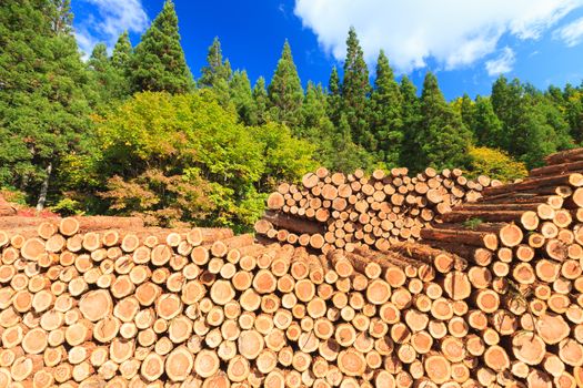 Pile of Wooden Logs with Pine Forest as background.