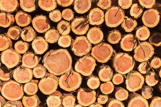 Pile of freshly cut tree logs under bright sunlight show wood texture.