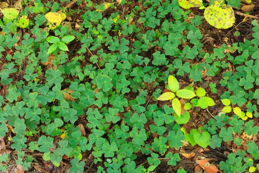 Green Three leaves Clover growth on ground.