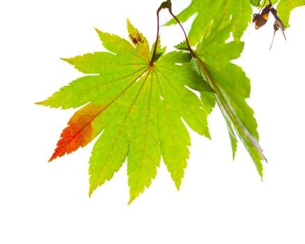 Japanese maple leaves change its color from green to red in autumn (isolated on white background)