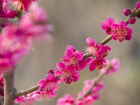 Pink Peach flowers blossoms on its branch.