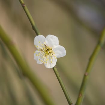 White Peach flower blossom on its branch.