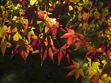 Japanese Maple leaves in autumn, Kyoto, Japan.
