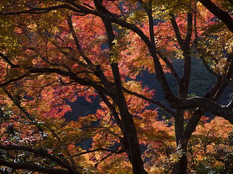 Colorful Japanese maple trees in autumn, Kyoto, Japan.