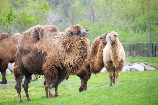 Group of adult bactrian camels on zoo