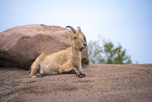 Mountain goat siting on top of a rock, taken on toronto zoo