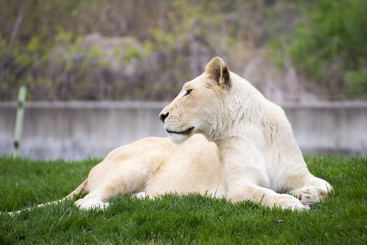 White lioness resting on the grass, taken at the toronto zoo