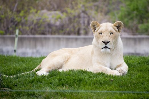 White lioness resting on the grass, taken at the toronto zoo