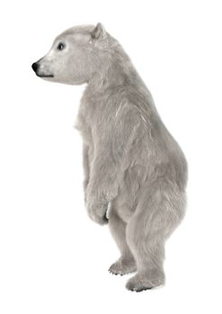 3D digital render of a polar bear cub standing isolated on white background